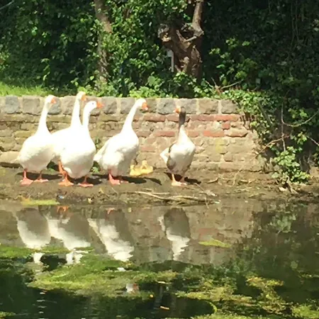 Au Coeur De La Flandre Noordpeene