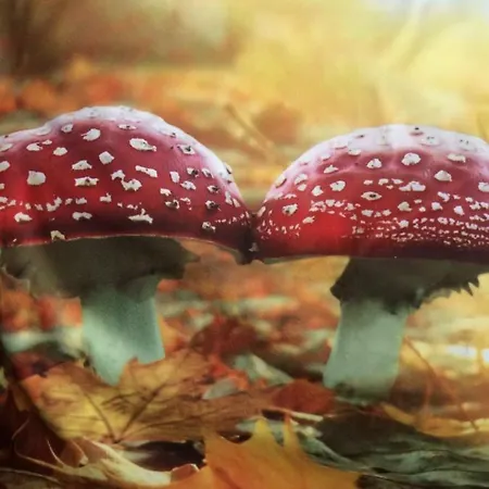 Au Coeur De La Flandre *